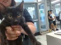 MOWGLI - Photo 1