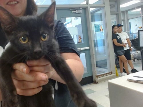 MOWGLI - Domestic Short Hair available for adoption