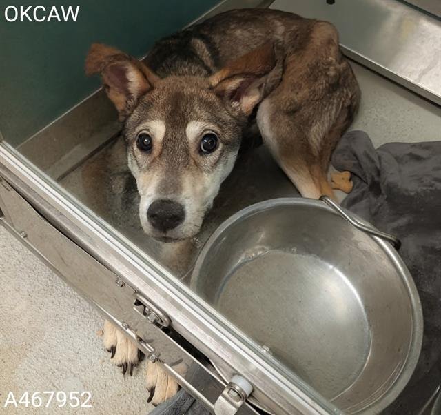 KOGA - Siberian Husky available for adoption