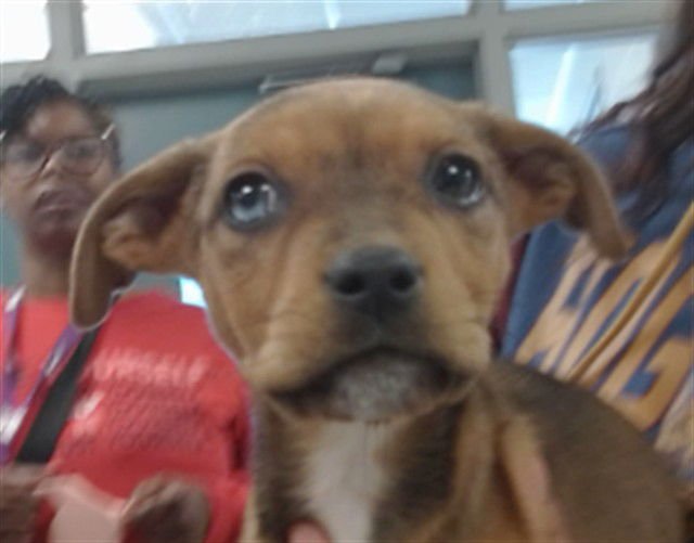 SKYE - American Pit Bull Terrier available for adoption