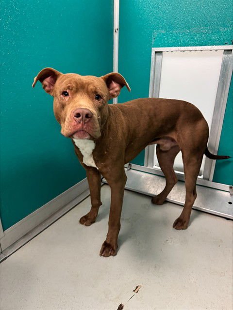 TOMMY - Pit Bull Terrier available for adoption