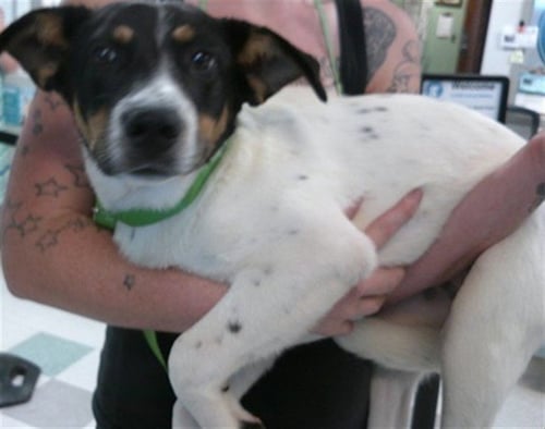 A478227 - Australian Cattle Dog/Blue Heeler available for adoption