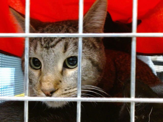 A468277 - Domestic Short Hair available for adoption