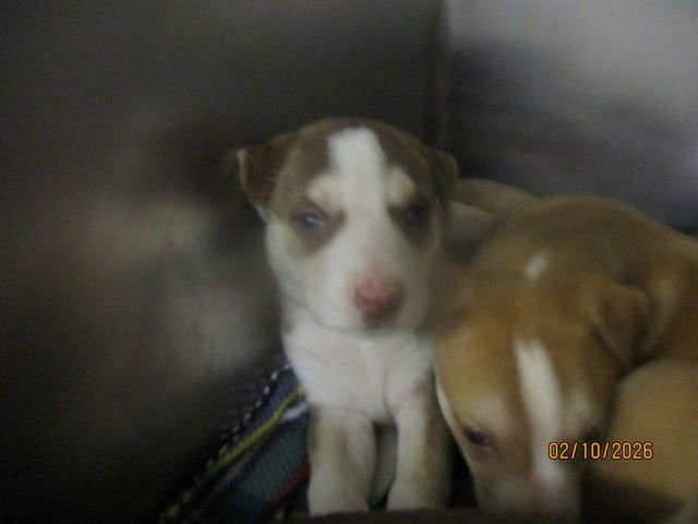 MACAROON - American Pit Bull Terrier / Siberian Husky available for adoption