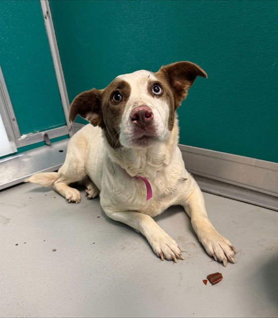 LAINEY - Hound / Siberian Husky available for adoption