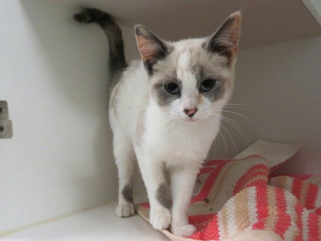 A468339 - Domestic Short Hair available for adoption