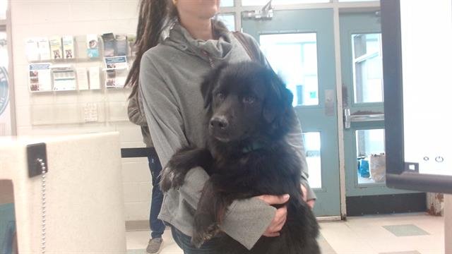 OLIVER - Siberian Husky / German Shepherd Dog available for adoption