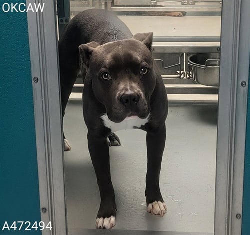A472494 - Pit Bull Terrier available for adoption