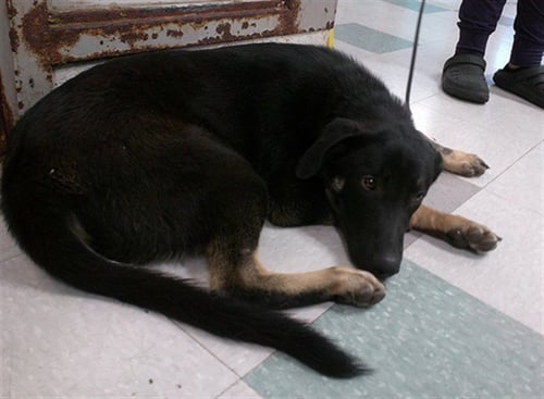 A474737 - German Shepherd Dog available for adoption