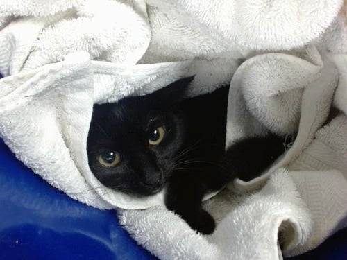 A471621 - Domestic Short Hair for adoption in Oklahoma City