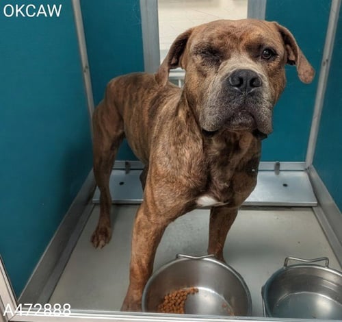 WINKY - Pit Bull Terrier available for adoption