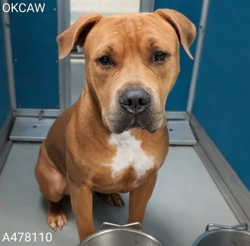 A478110 - American Pit Bull Terrier available for adoption