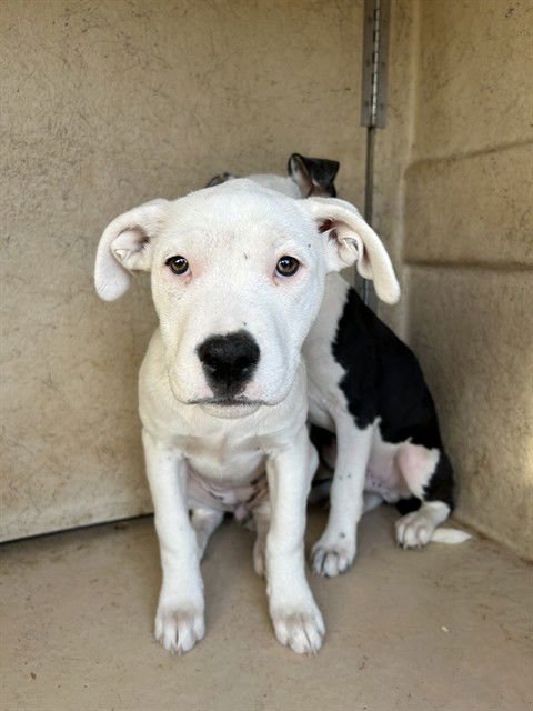 A468438 - Pit Bull Terrier available for adoption