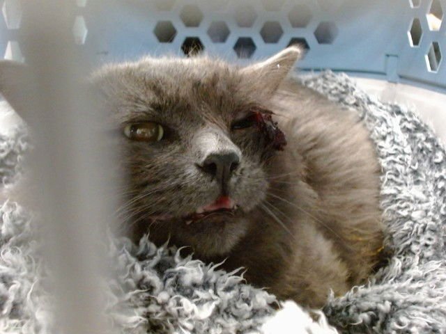 A468112 - Domestic Medium Hair available for adoption