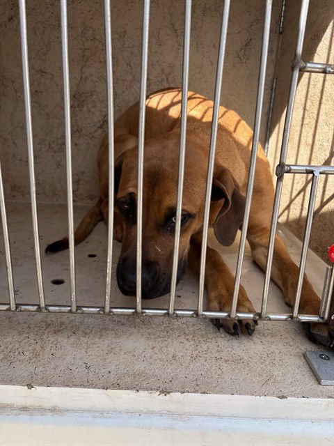 MONICA - Mastiff available for adoption