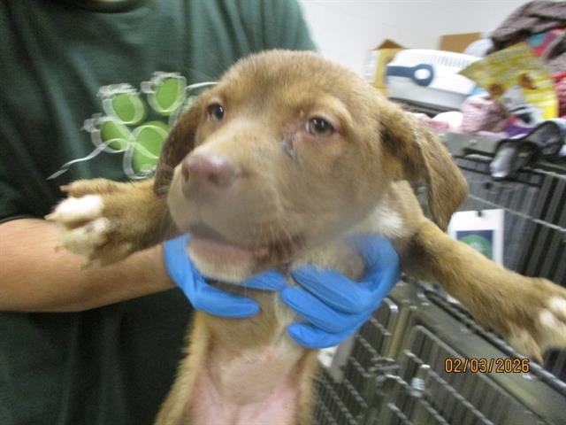 A469236 - Pit Bull Terrier available for adoption