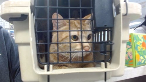 GRETCHEN - Domestic Short Hair available for adoption