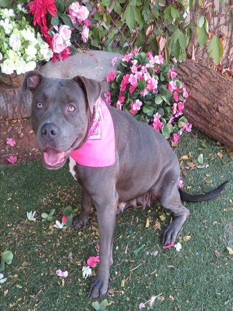 ROXY - Staffordshire Bull Terrier available for adoption
