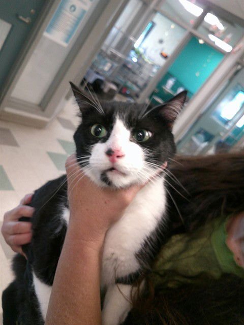 SQUIRTLE - Domestic Short Hair available for adoption