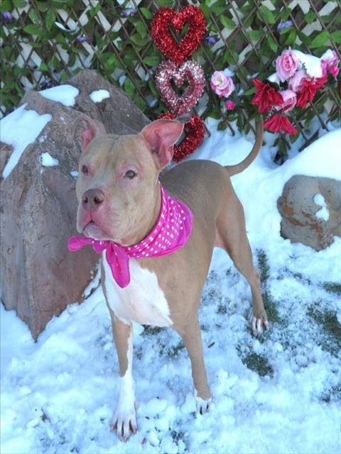 PINKY - Pit Bull Terrier available for adoption