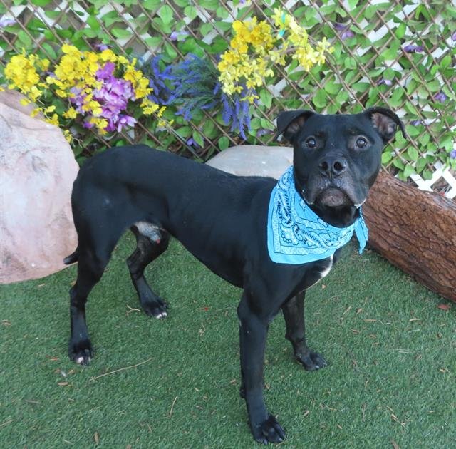 WILBUR - American Pit Bull Terrier available for adoption