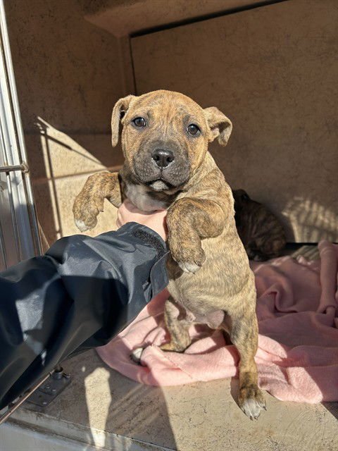 A467260 - Pit Bull Terrier available for adoption