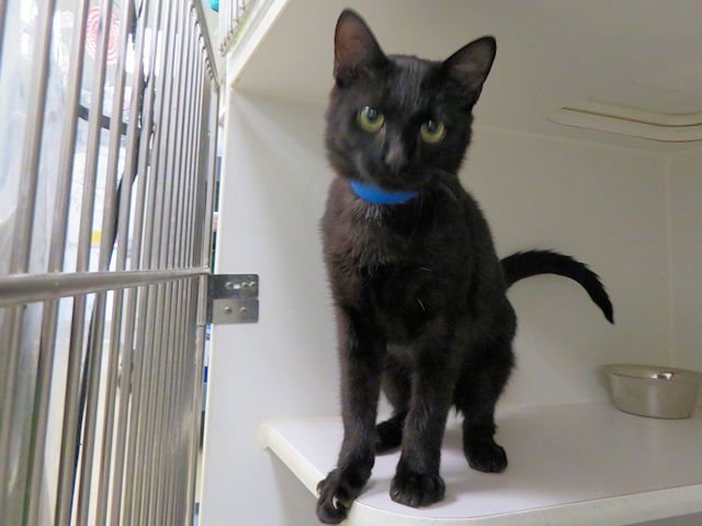 A469579 - Domestic Short Hair available for adoption