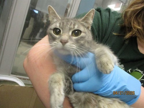 SQUIKY - Domestic Short Hair available for adoption