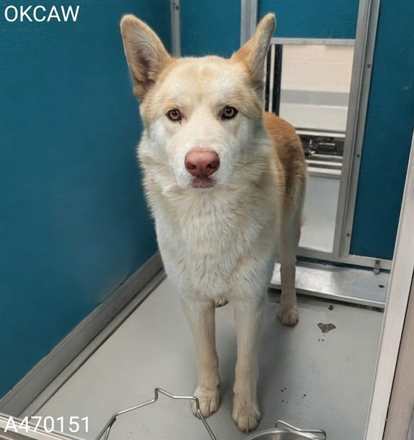 NICHOLAS - Siberian Husky available for adoption