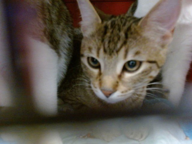 A468980 - Domestic Short Hair available for adoption