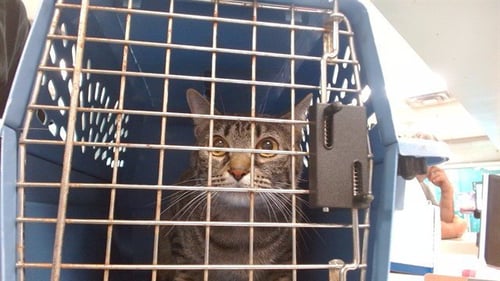 A473585 - Domestic Short Hair for adoption in Norman