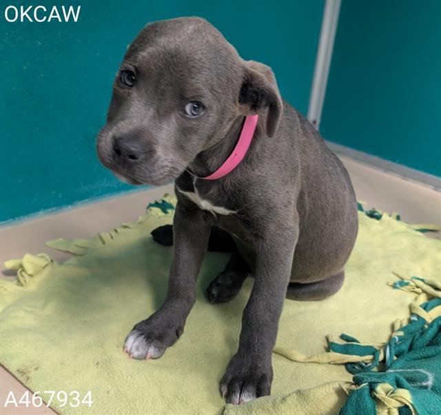 A467934 - American Pit Bull Terrier available for adoption