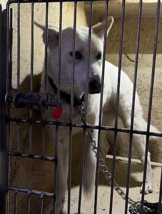 SUGAR - Siberian Husky available for adoption