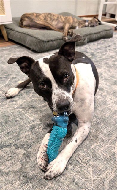 HARLAN - American Pit Bull Terrier available for adoption