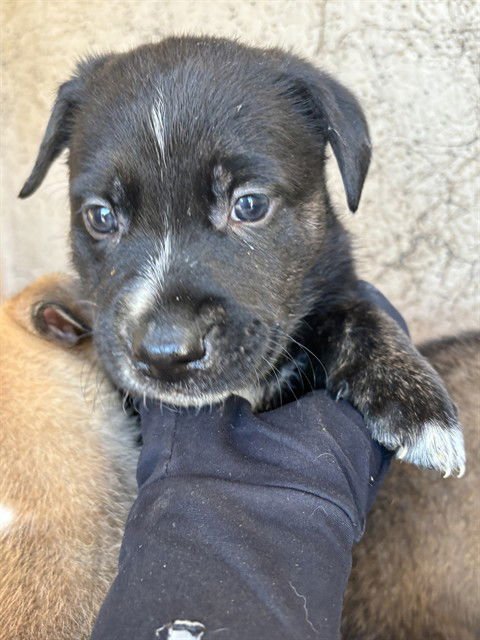 TOOTSIE - Mastiff available for adoption