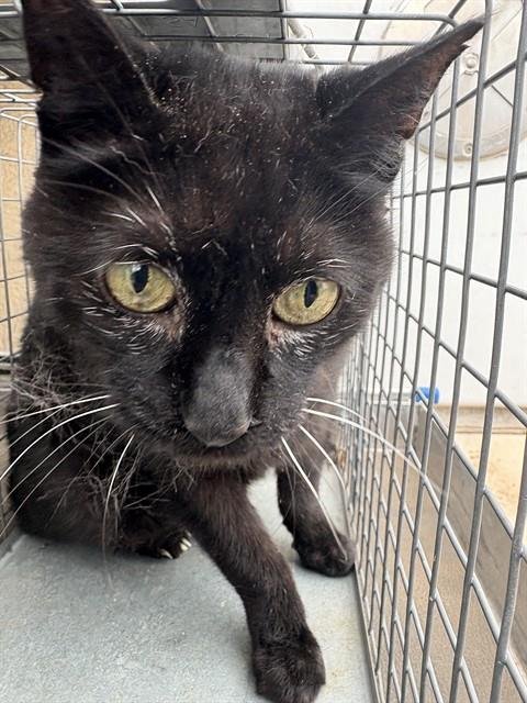 MINTY - Domestic Short Hair available for adoption