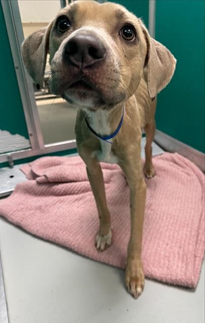 SPORK - American Pit Bull Terrier available for adoption