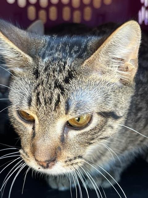 A469436 - Domestic Short Hair available for adoption