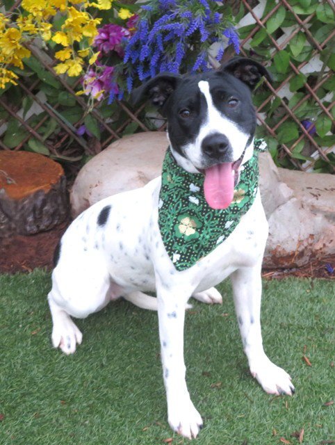 PUMPKIN - Australian Cattle Dog/Blue Heeler available for adoption