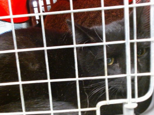 WIND - Domestic Short Hair available for adoption