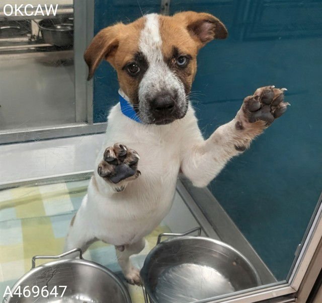 A469647 - Australian Cattle Dog/Blue Heeler available for adoption