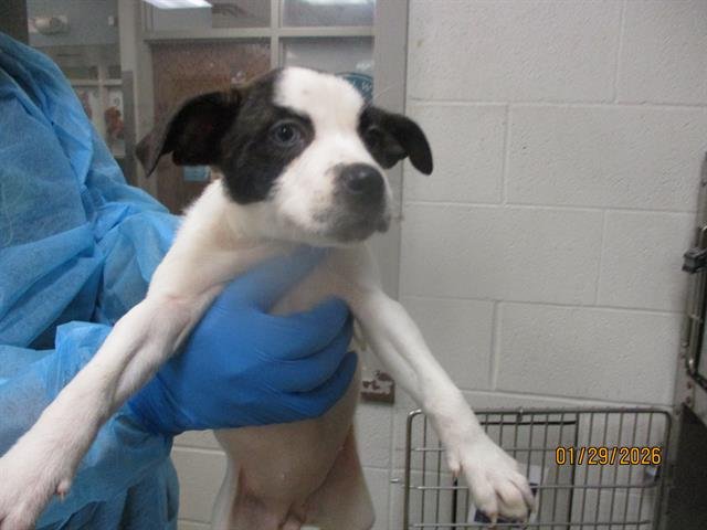 A469019 - Pit Bull Terrier available for adoption