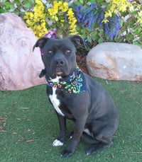 MAVIS - Photo 1