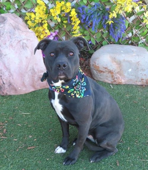 MAVIS - American Staffordshire Terrier / Labrador Retriever available for adoption