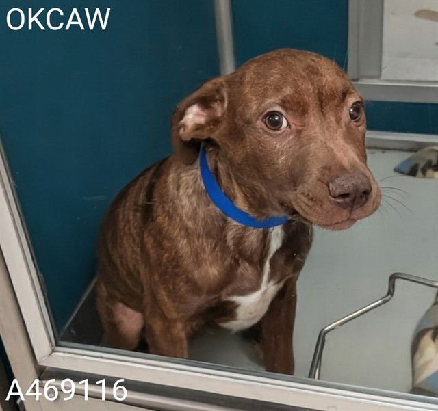 HERSHEY - Pointer available for adoption