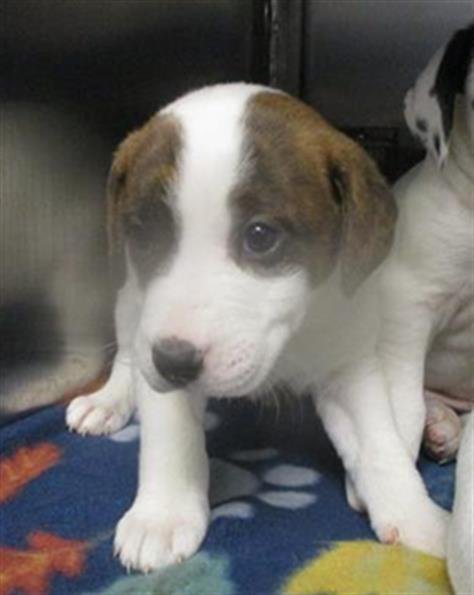 SAGE - Hound available for adoption