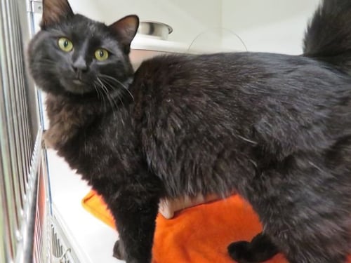 A473854 - Domestic Medium Hair available for adoption