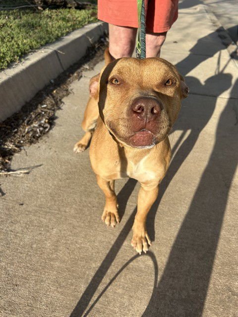 RED - Staffordshire Bull Terrier available for adoption