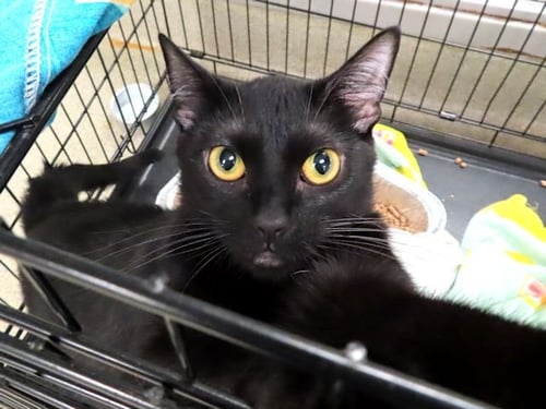 POPPY - Domestic Short Hair for adoption in Norman