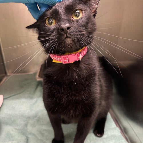 A479597 - Domestic Short Hair available for adoption